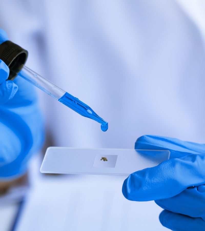 Anti-Dandruff Agents