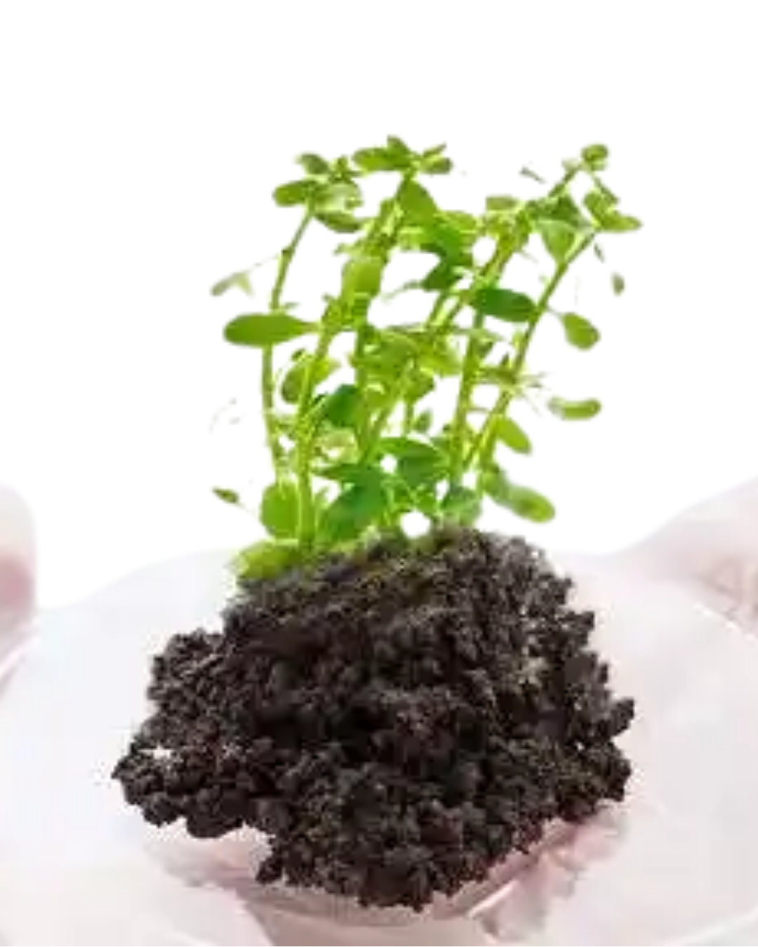 Detox & Purifiers