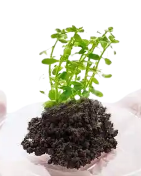 Detox & Purifiers